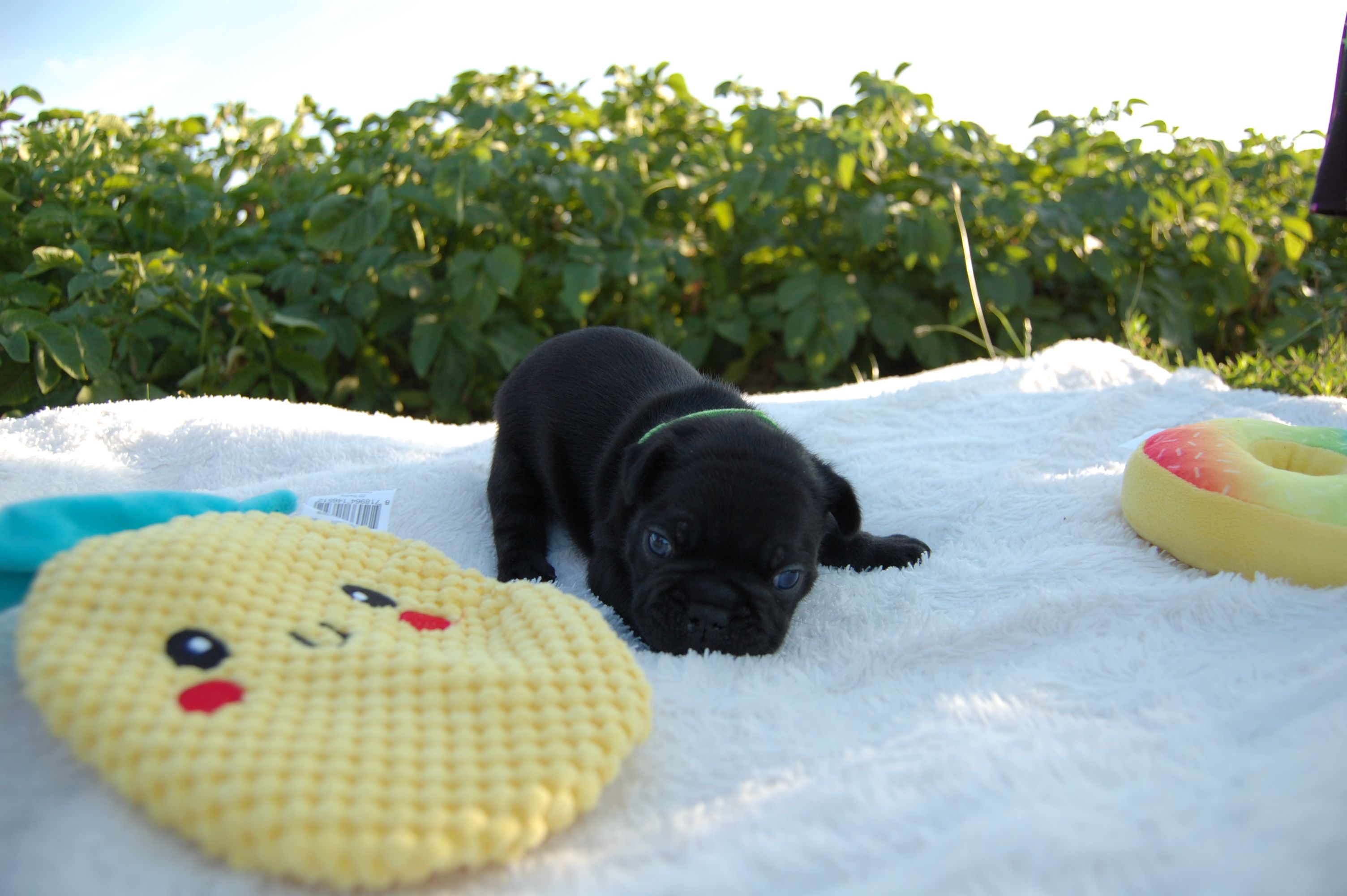 <svg class='green'></svg> <b>Mr.Sirius Black</b> <svg class='green'></svg>